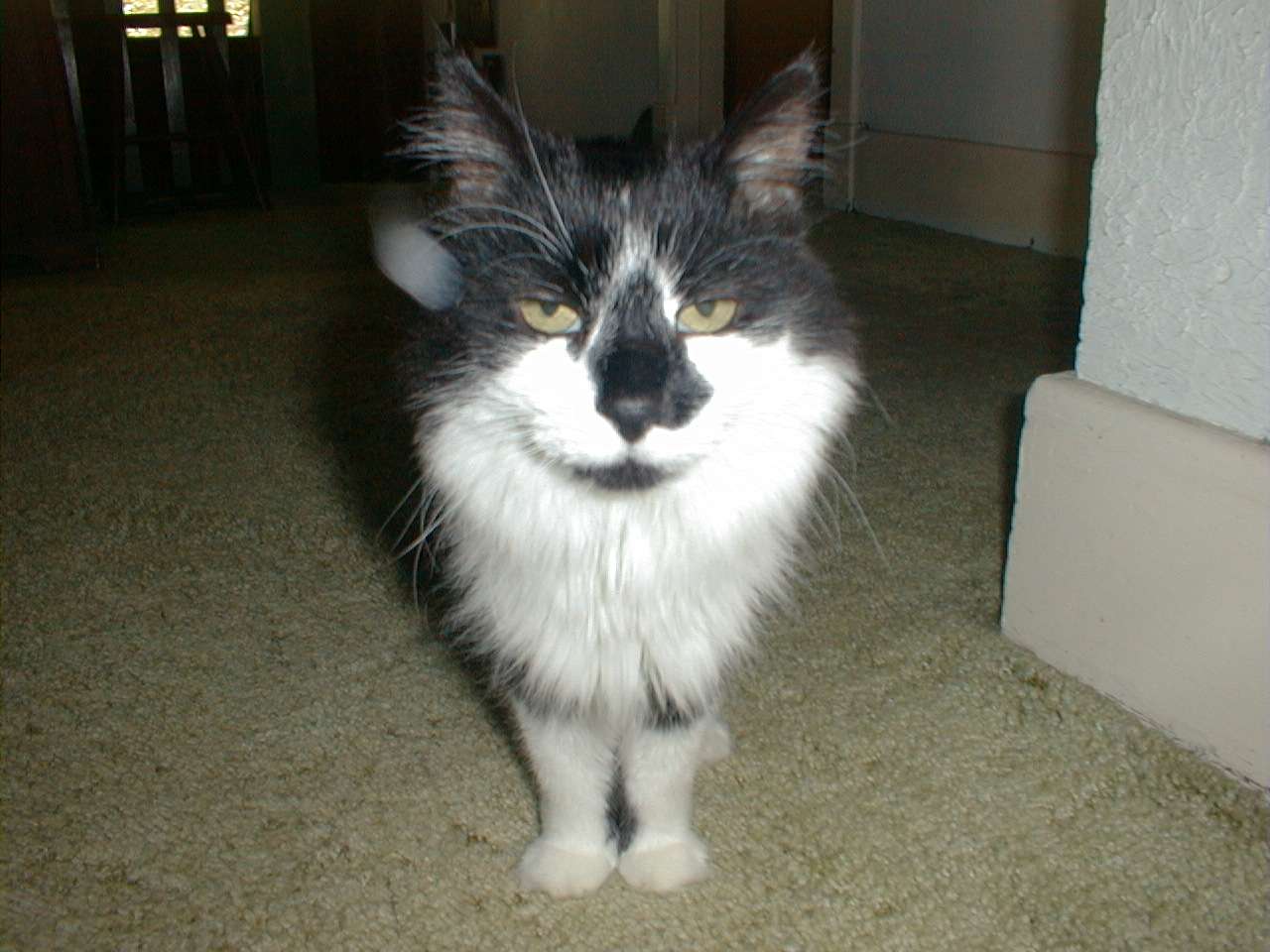 Tuxedo cat
